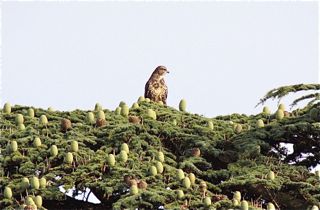 Buzzard in conifer tree