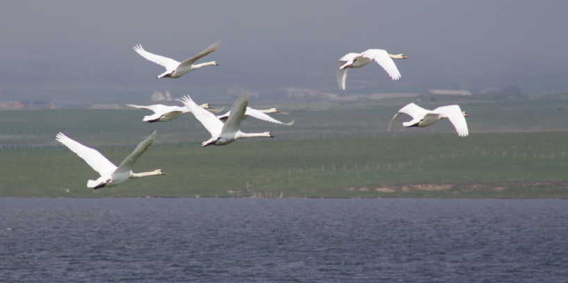 Swans in flight at the Loch of Stenness