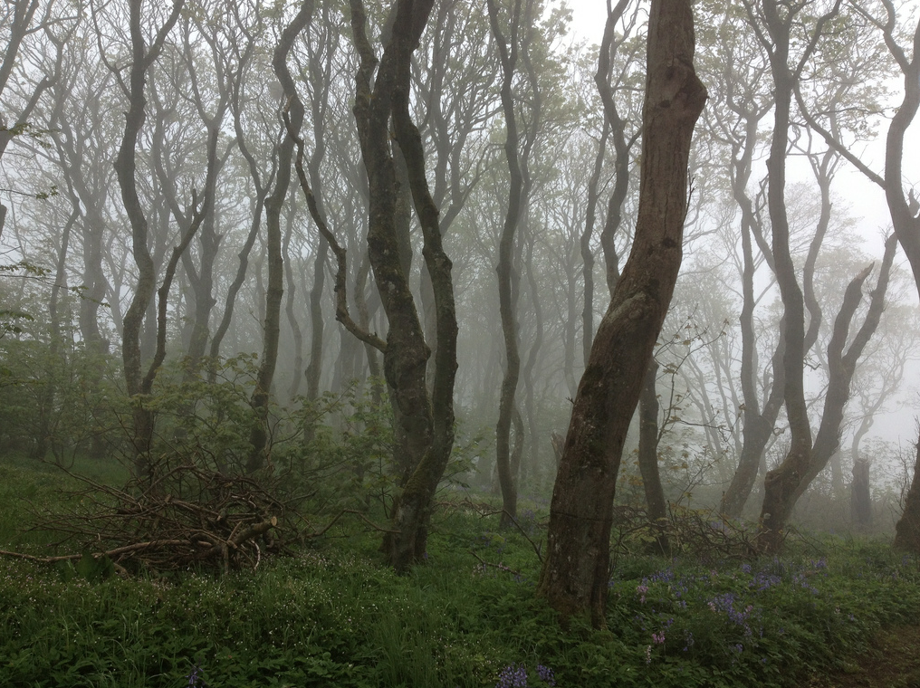 The woods at Berstane in fog