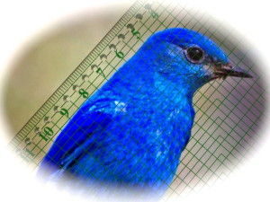 Small blue bird and measure